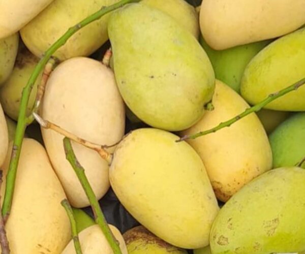 আশ্বিনা আম