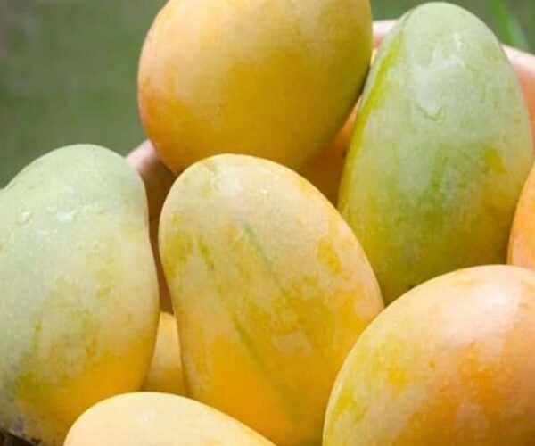 ফজলি আম