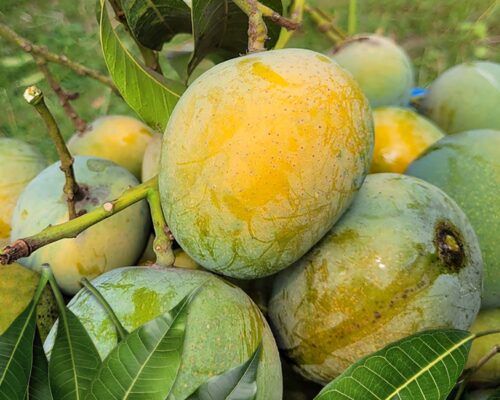 Himsagor@2x