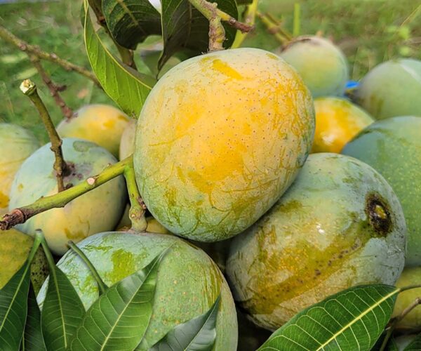 ক্ষিরসাপাত আম