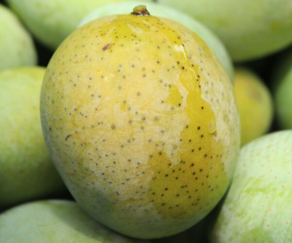 ল্যাংড়া আম