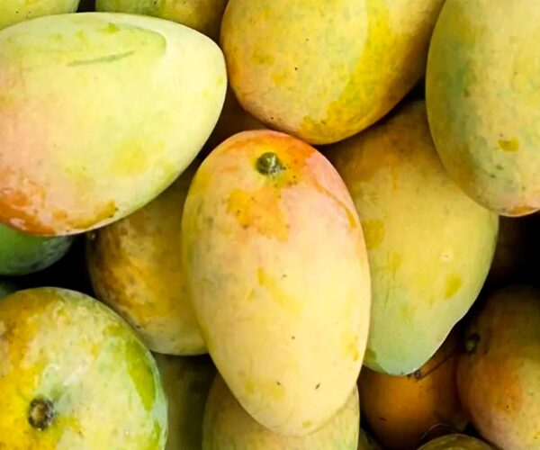 লখনা আম