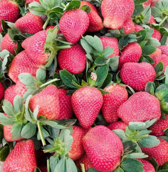 Organic Strawberry। Organic Fruits।