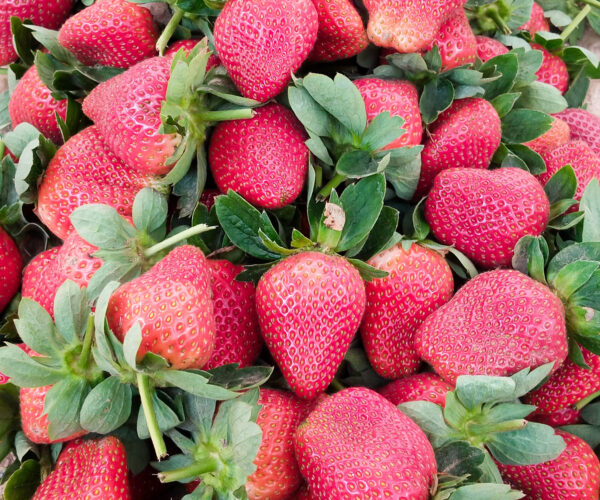 Organic Strawberry। Organic Fruits।